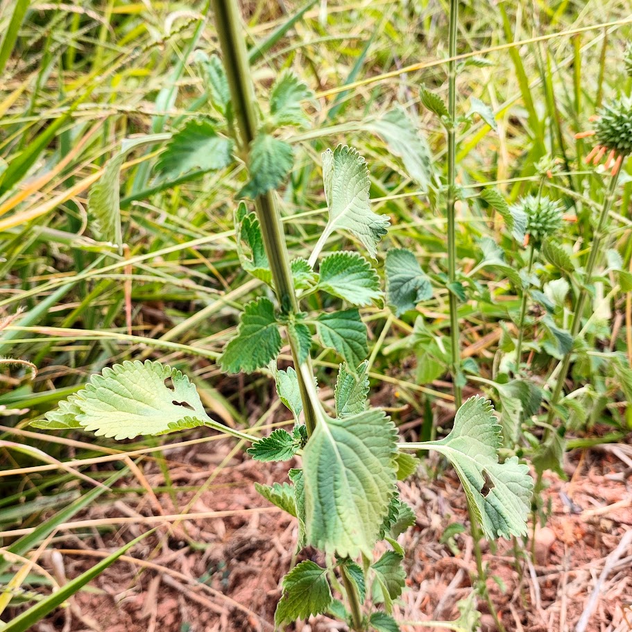 Folhas do cordão-de-frade.