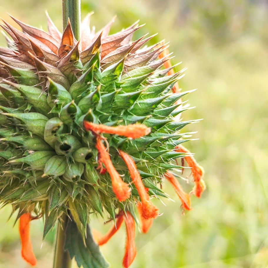 Inflorescência do cordão-de-frade.