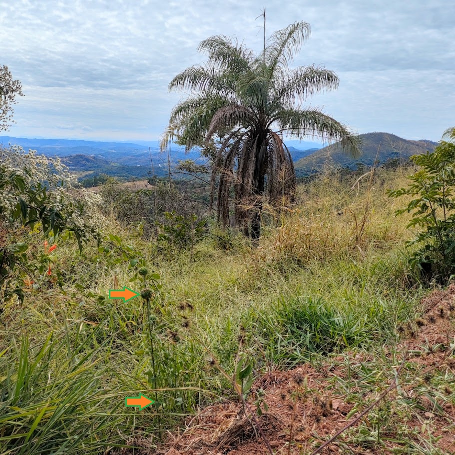 Cordão-de-frade florido.