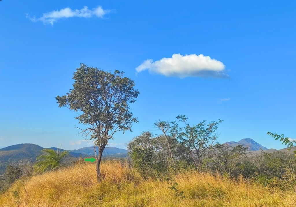 Jacarandá-pardo em área aberta.