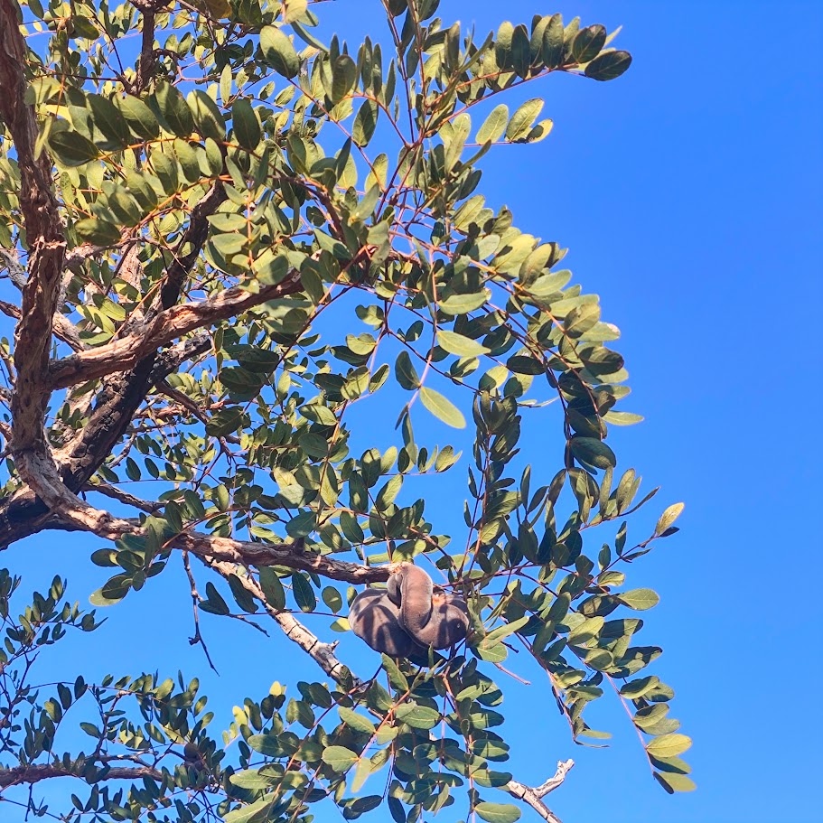 Folhagem e frutos do angico-de-minas
