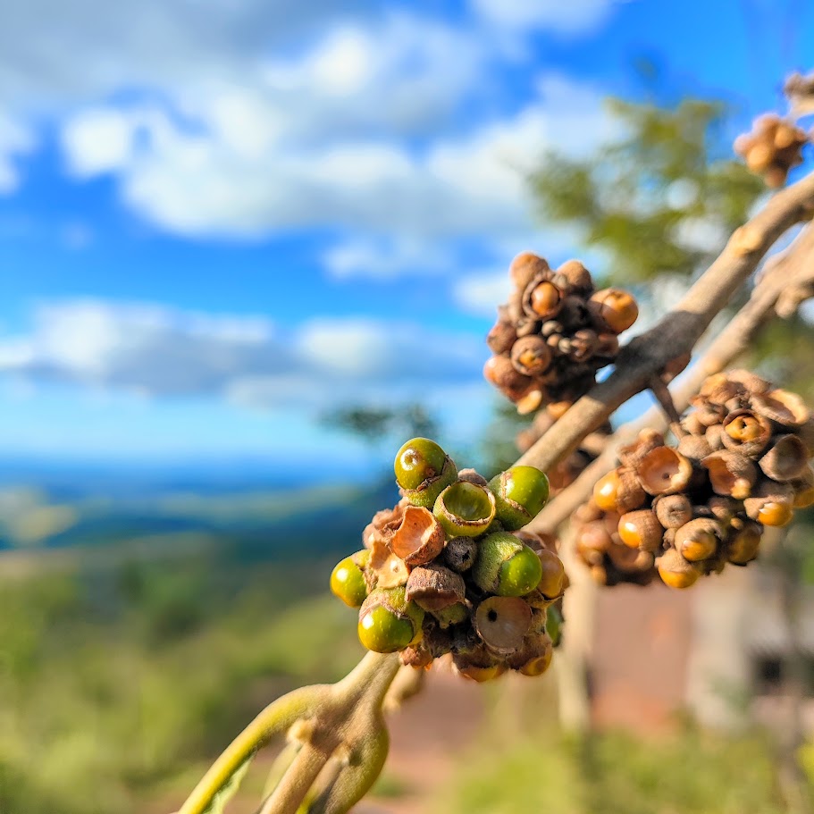 Frutos do tamanqueiro.