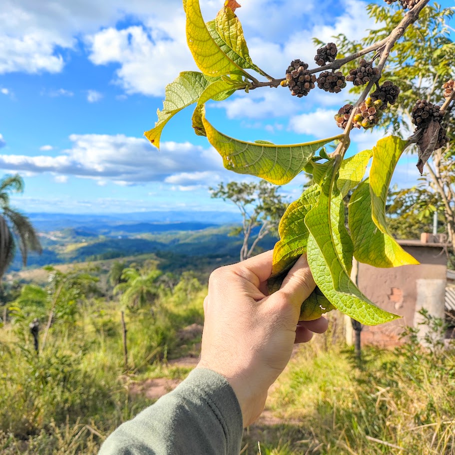 Folhas e frutos do tamanqueiro.