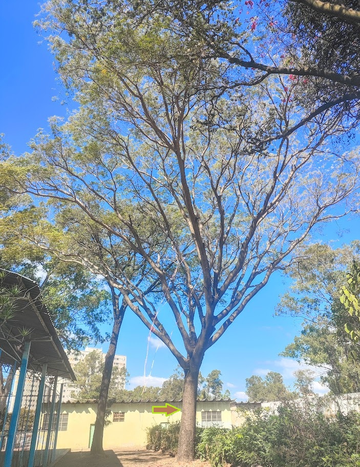 Tamboril de grande porte.