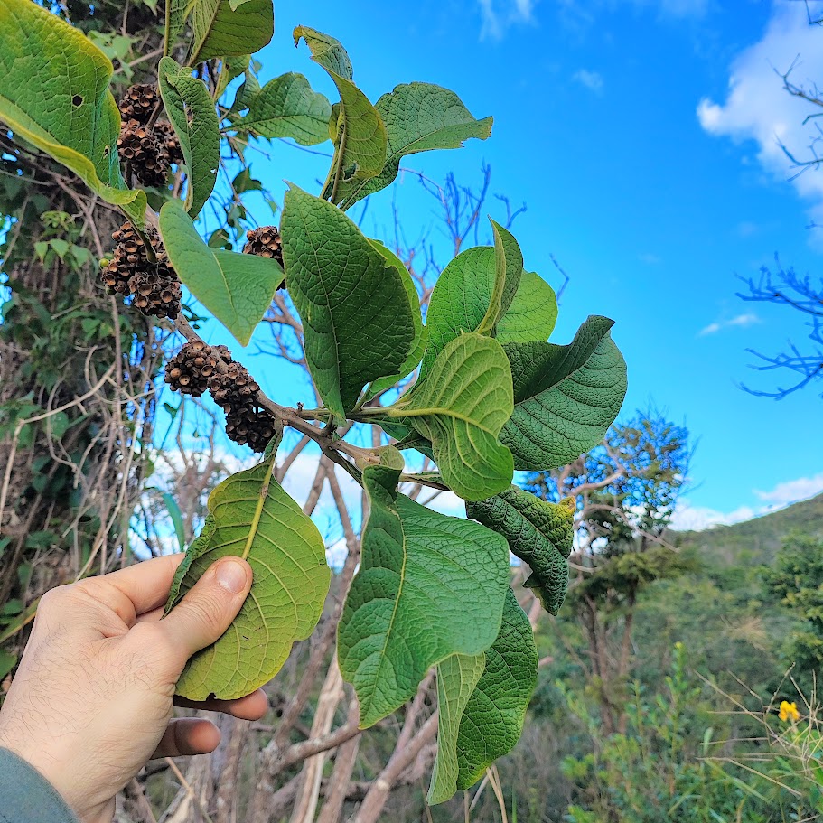Folhas e frutos do tamanqueiro.
