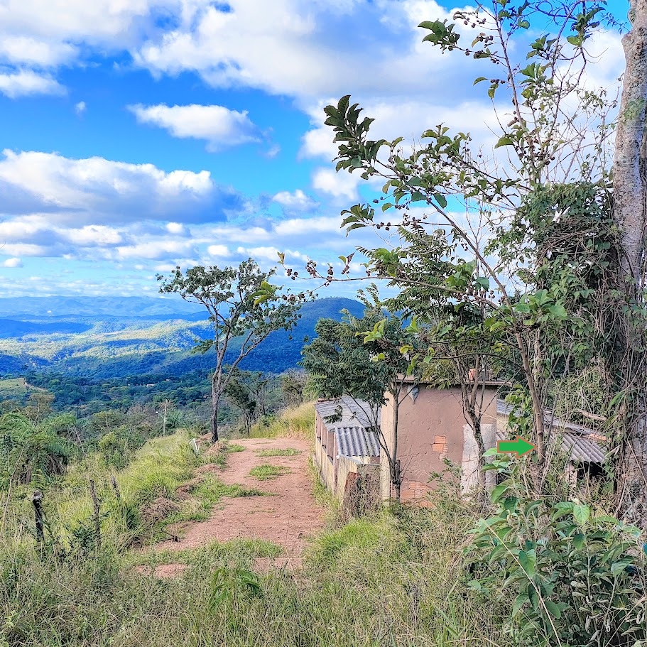 Tamaqueiro em área de cerrado.