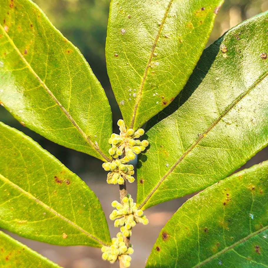 Flores da guaçatonga.