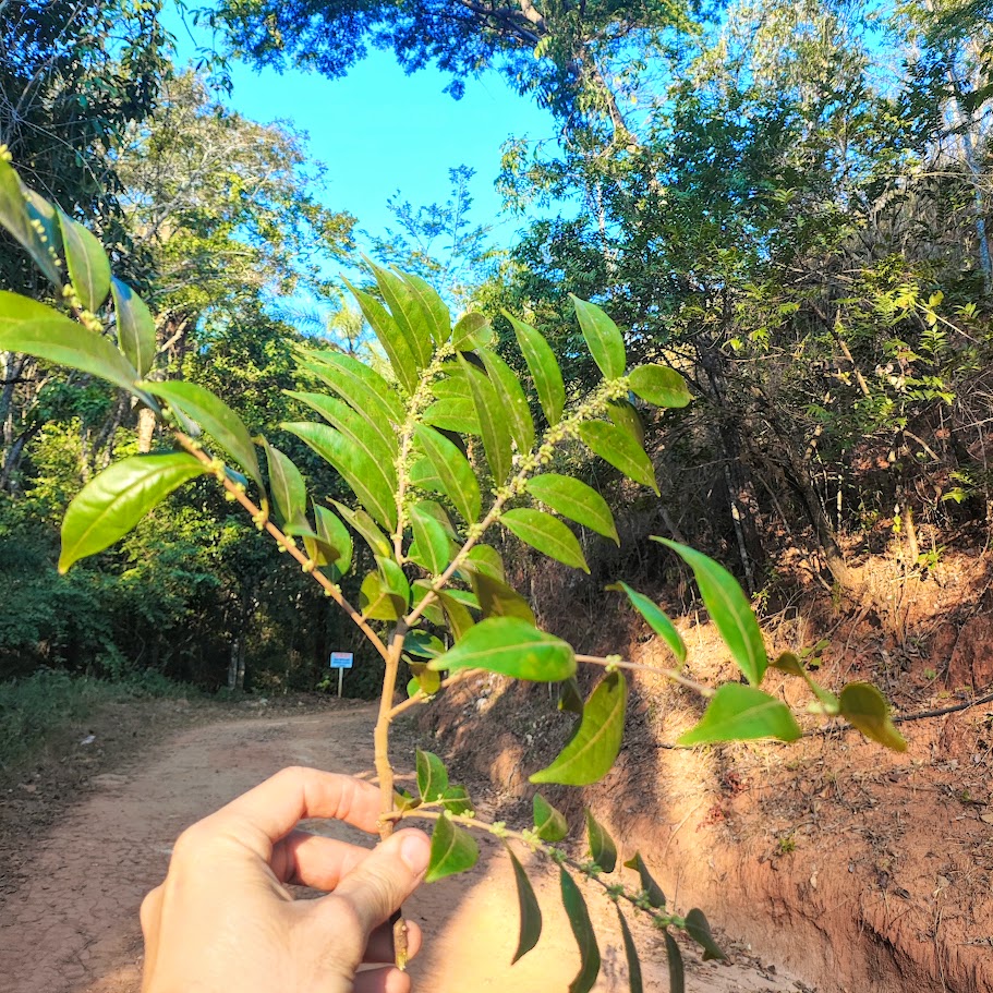 Folhas da guaçatonga.