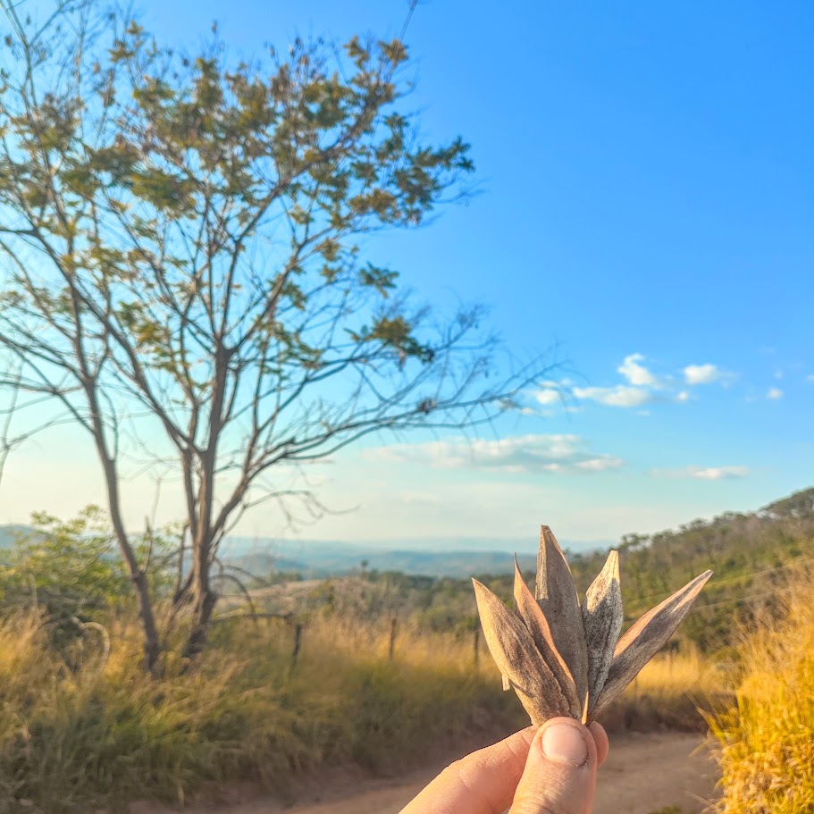 Frutos da canafístula.
