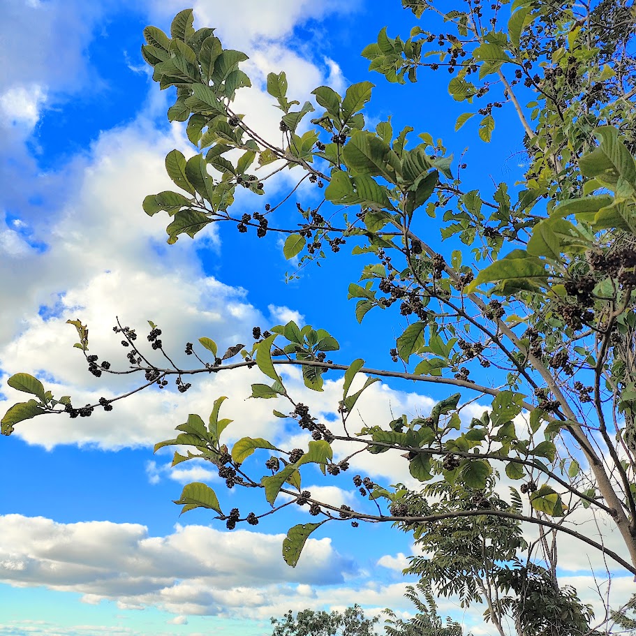 Copa do tamanqueiro.
