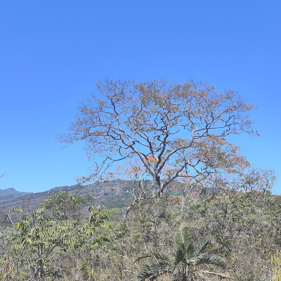 Vinhático em destaque na paisagem.