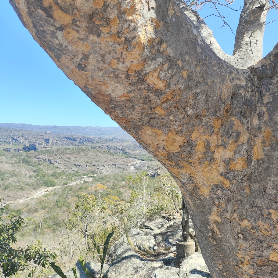 Tronco do vinhático.