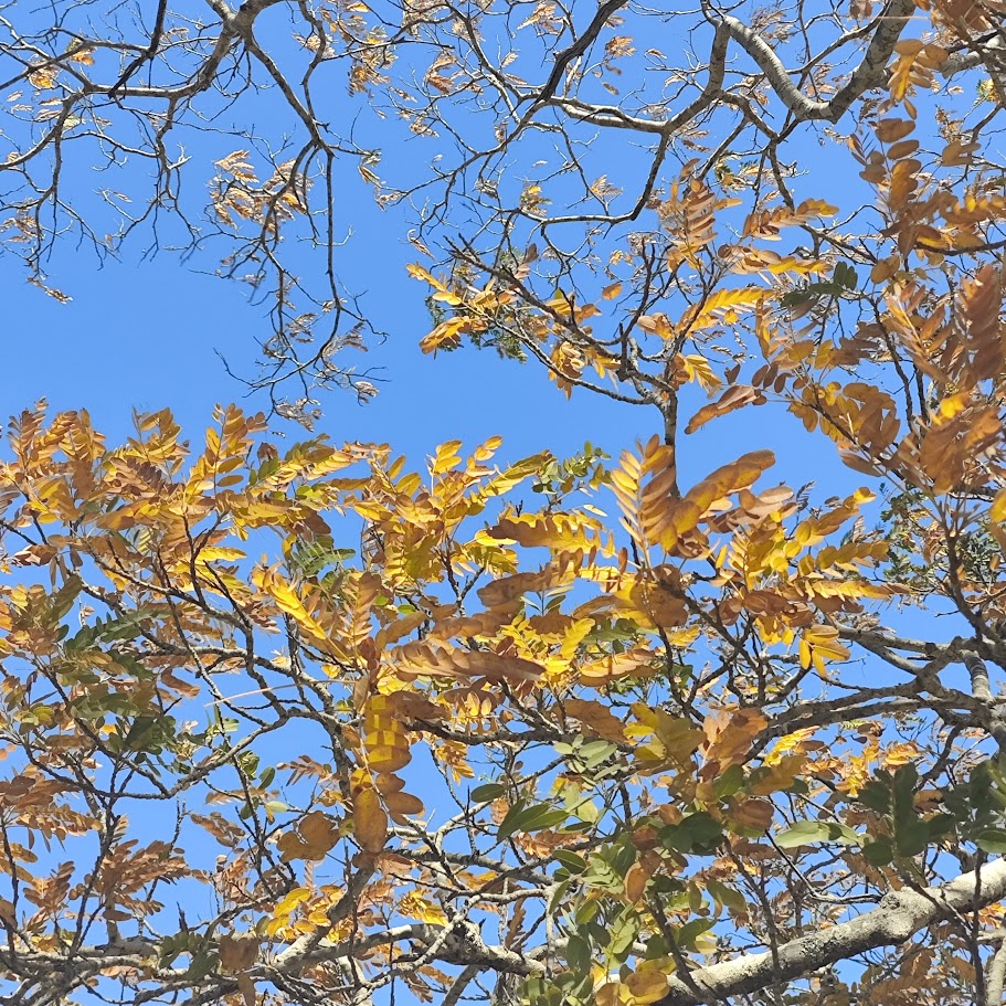 Folhagem amarelada do vinhático.