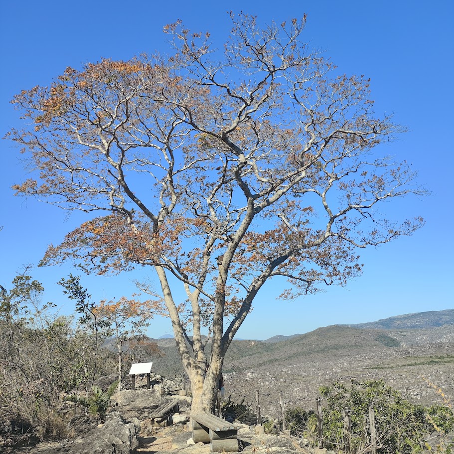 Vinhático ou amarelinho.