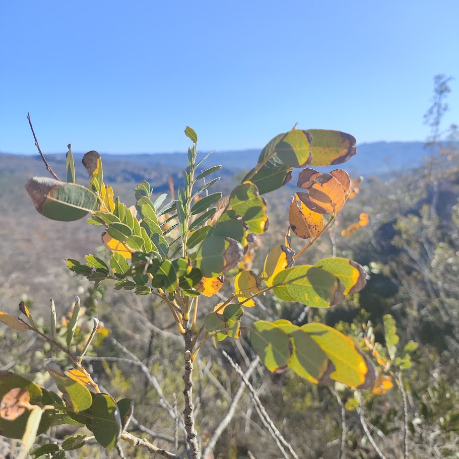 Folíolos do vinhático.