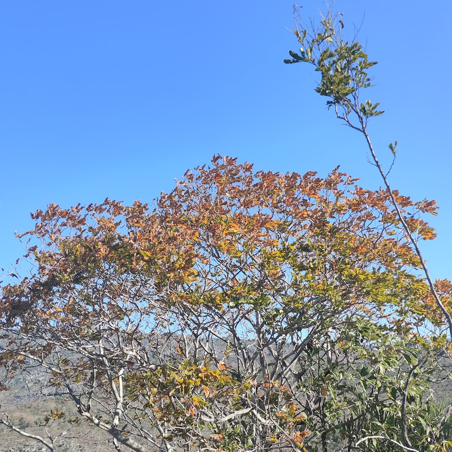 Copa amarela do vinhático.