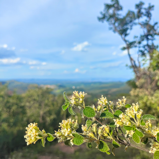 Ramo florido do alecrim-branco-do-cerrado.