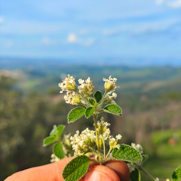 Flores e folhas do alecrim-branco-do-cerrado.