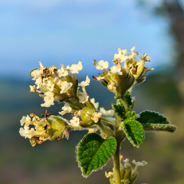 Flores e folhas do alecrim-branco-do-cerrado.