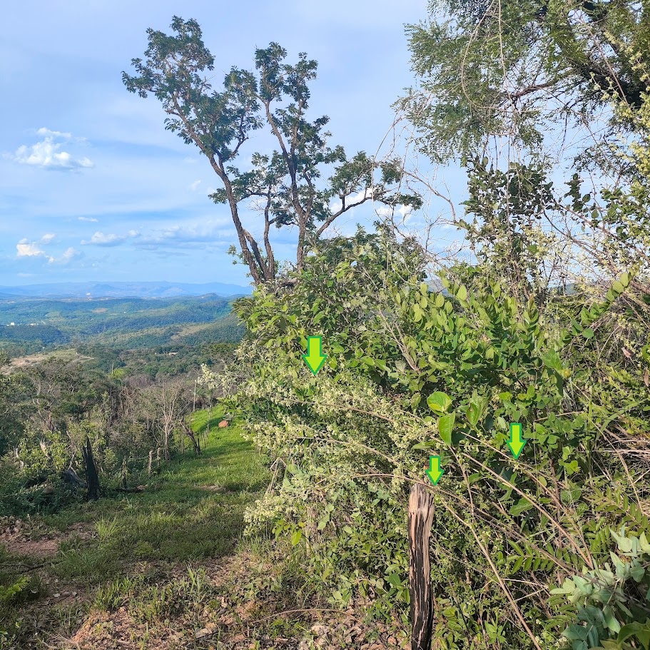 Arbusto de alecrim-branco-do-cerrado.