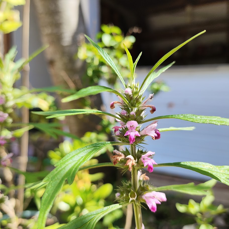 Folhas e flores da erva-macaé.