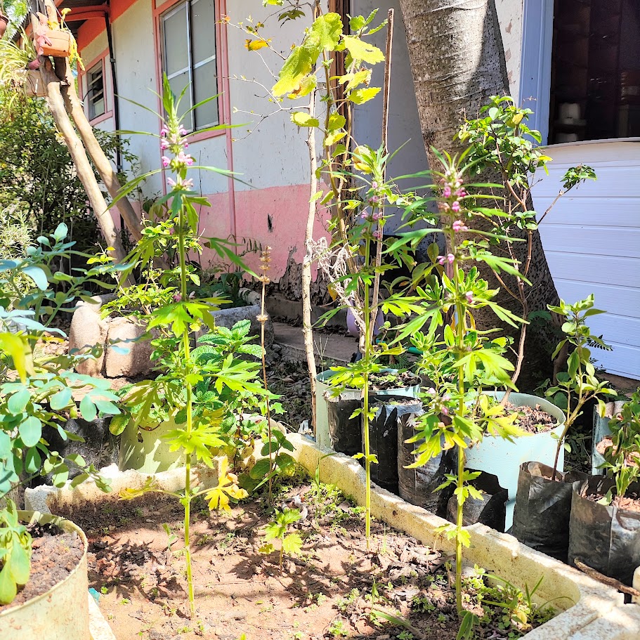 Erva-macaé em canteiro.