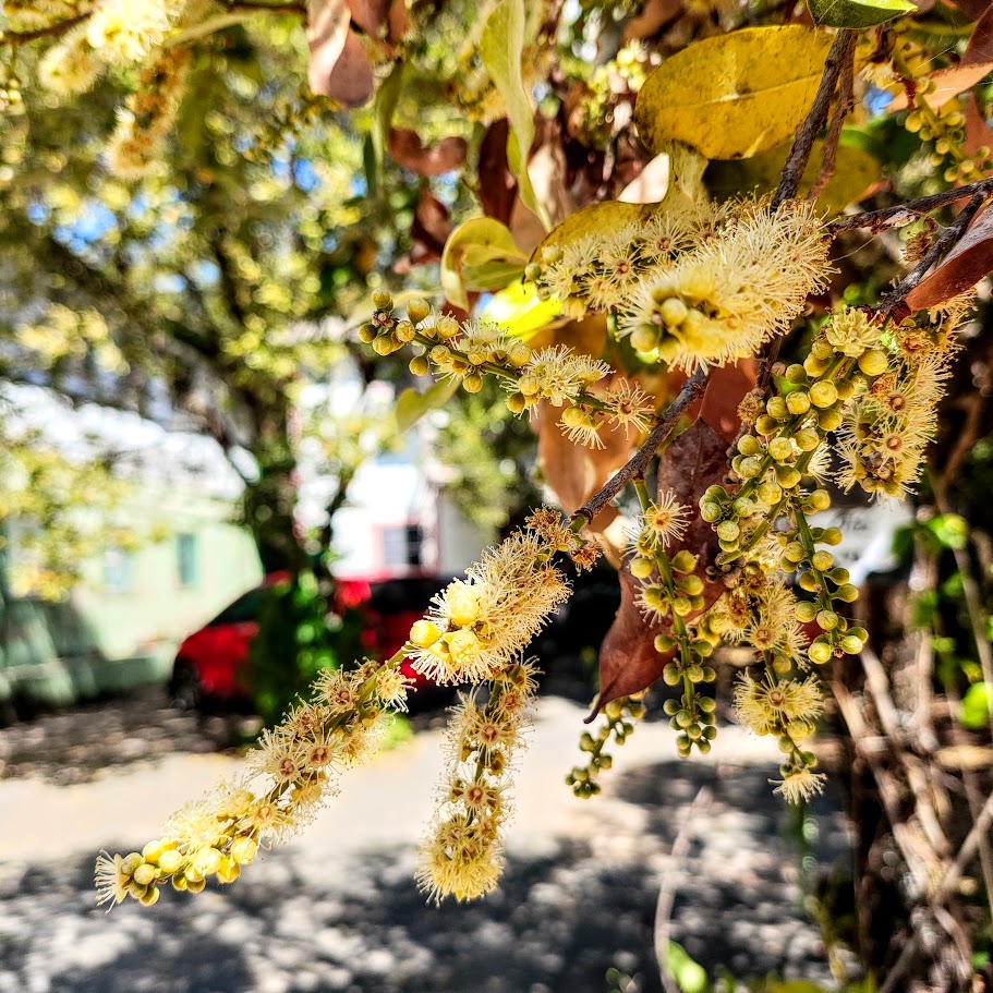 Inflorescências do oitizeiro.