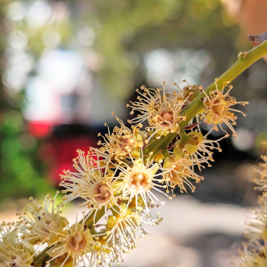 Detalhe da flor do oitizeiro.