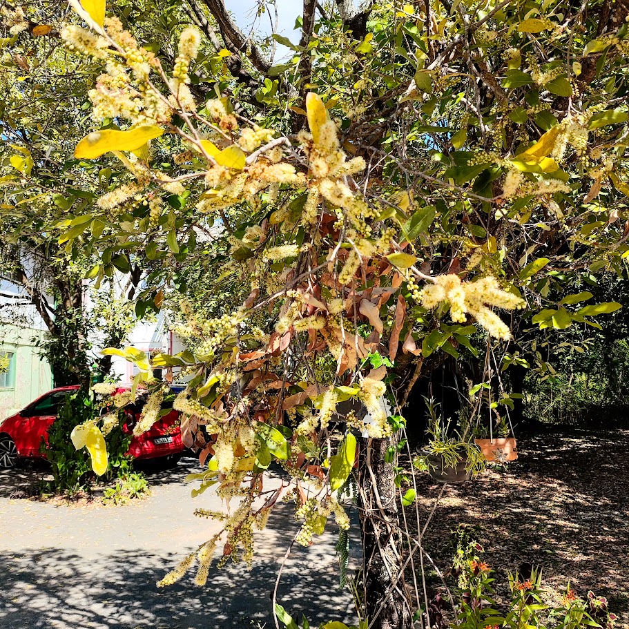 Inflorescências do oitizeiro.