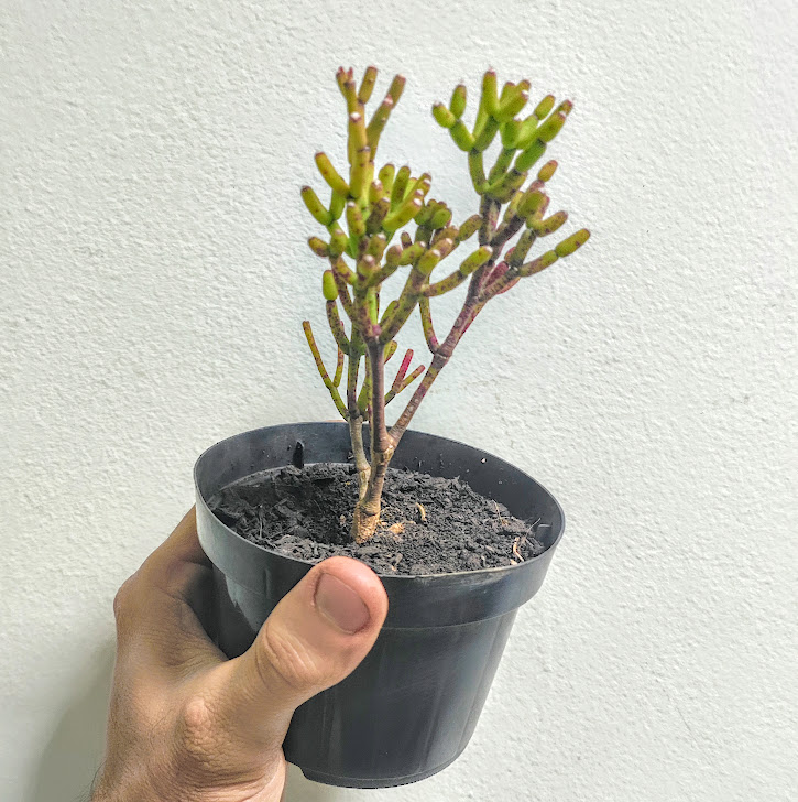 Cacto-palito em vaso.