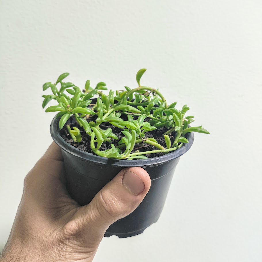 Colar-de-golfinhos em vaso.