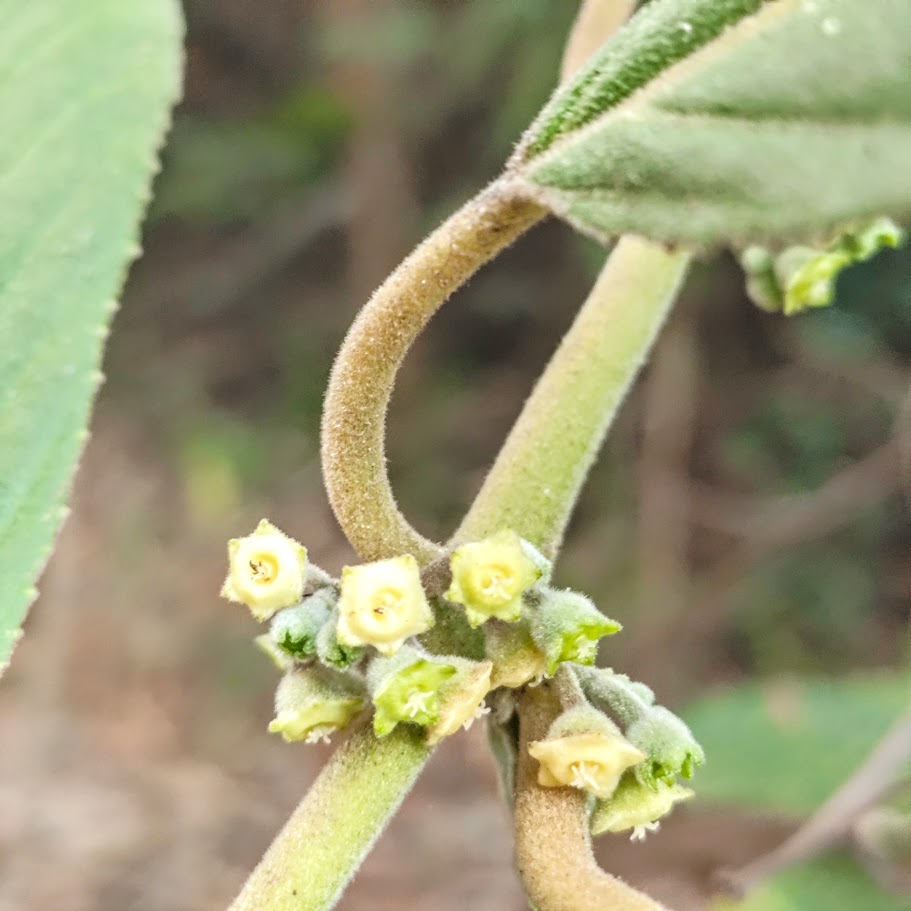 Inflorescências do limoeiro-bravo.