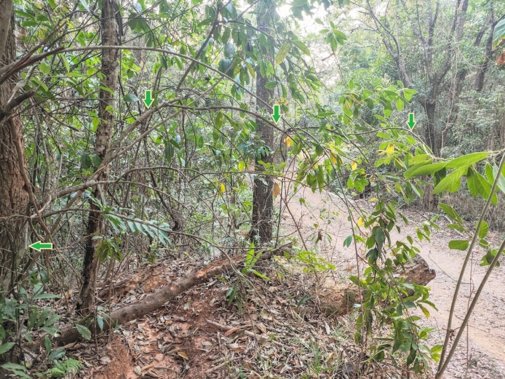 Limoeiro-bravo em floresta.