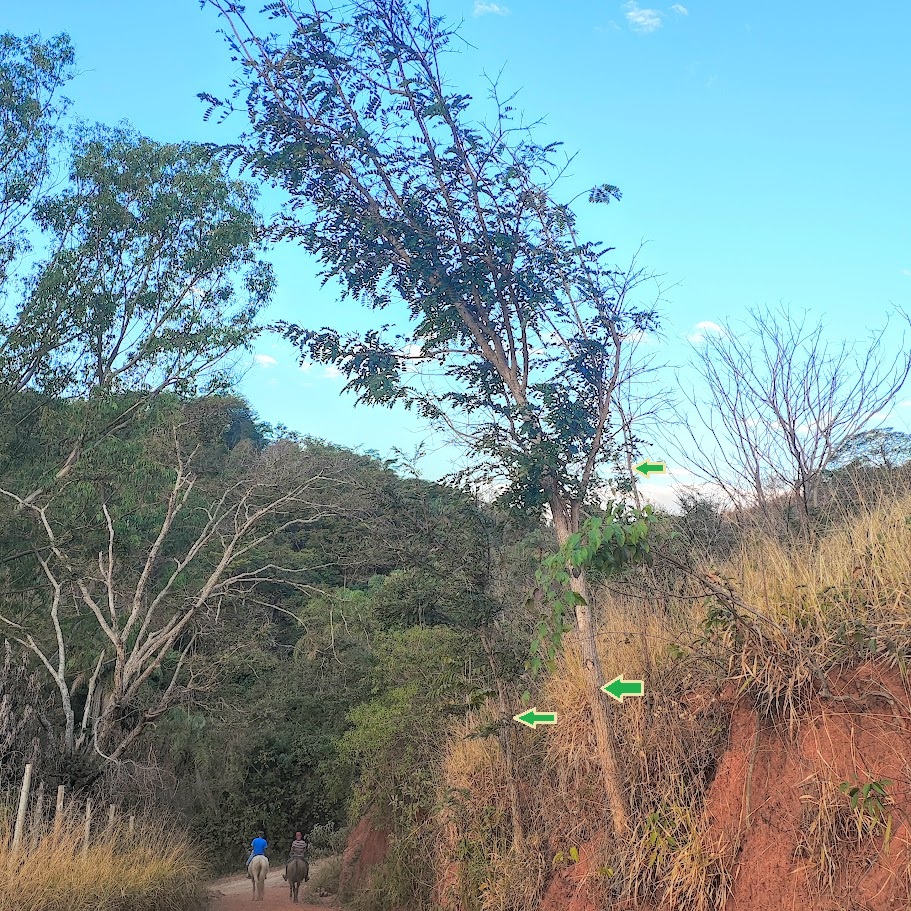 Grupo de jacarandás-brancos.