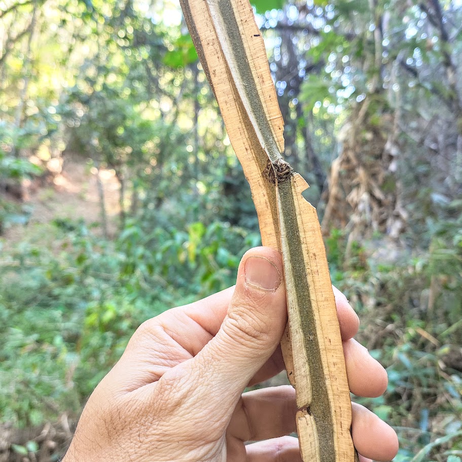 Tronco do pau-jacaré.