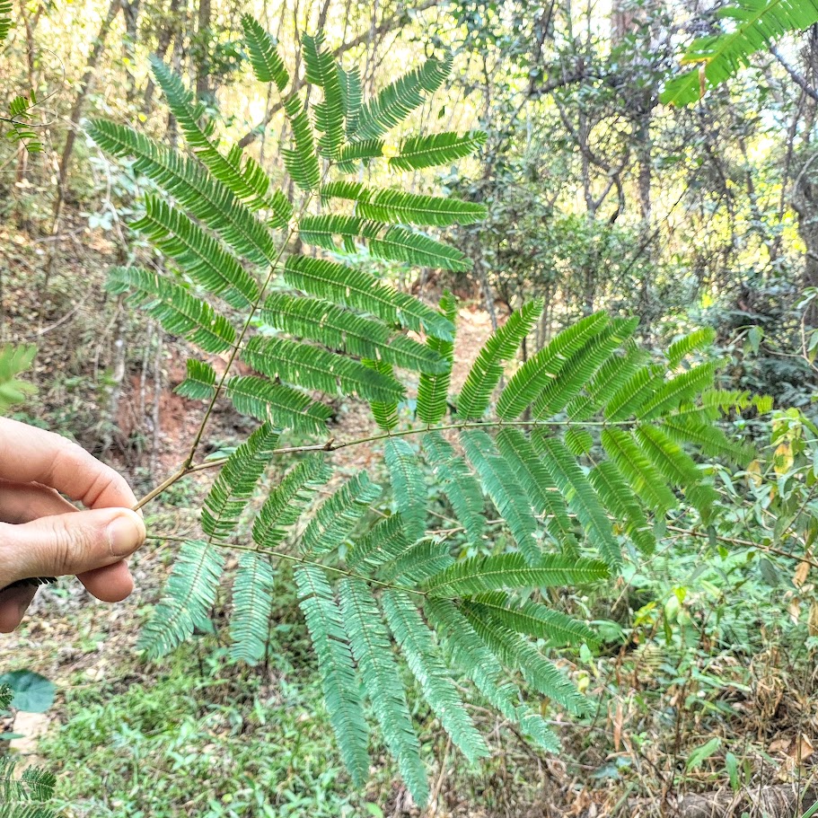 Folha do pau-jacaré.