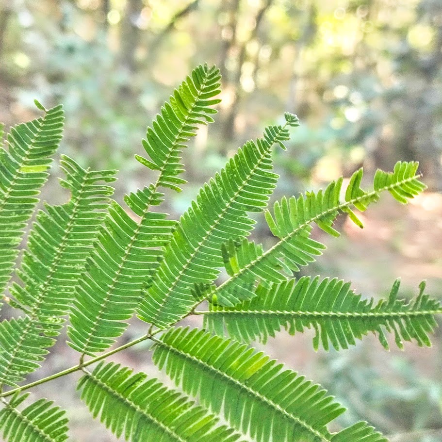 Foliólulos do pau-jacaré.