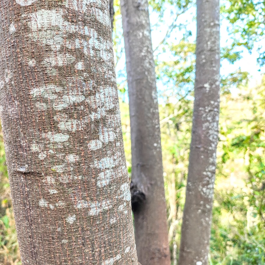 Casca de angico-branco jovem.