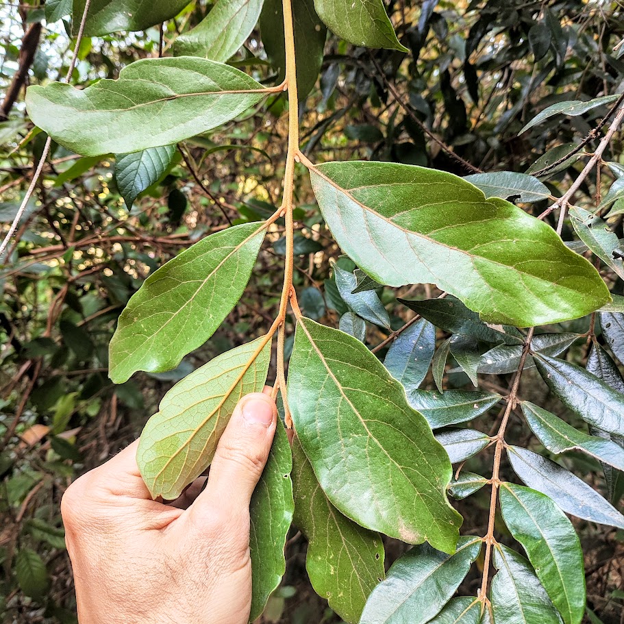 Folhas do cipó-caboclo.