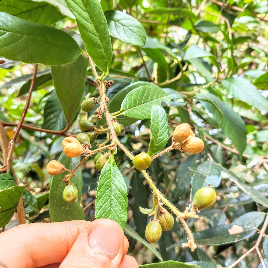 Frutos do cipó-caboclo.