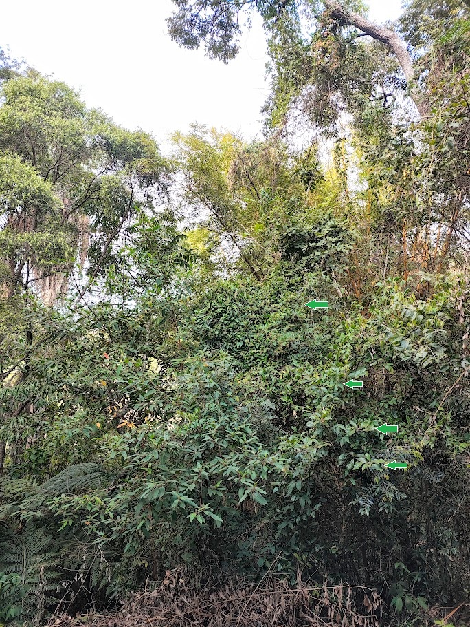 Cipó-caboclo presente no interior de floresta.