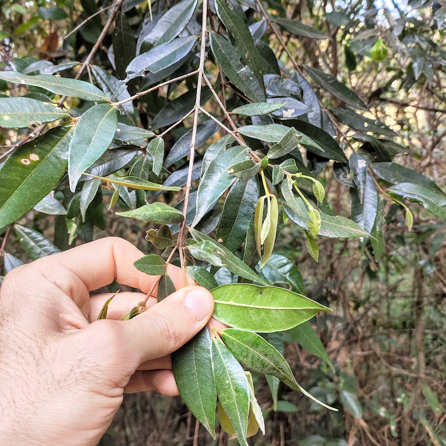 Folhas do guamirim-da-folha-miúda.