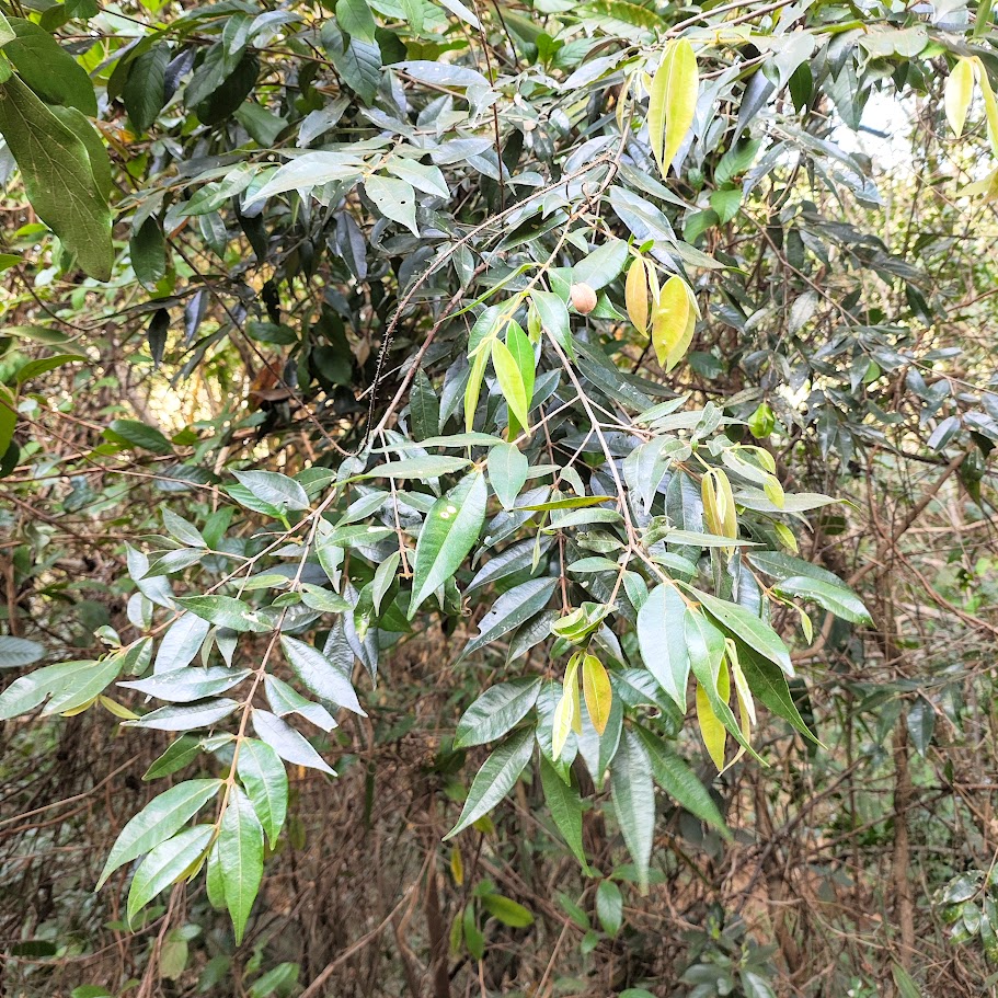 Folhagem do guamirim-da-folha-miúda.