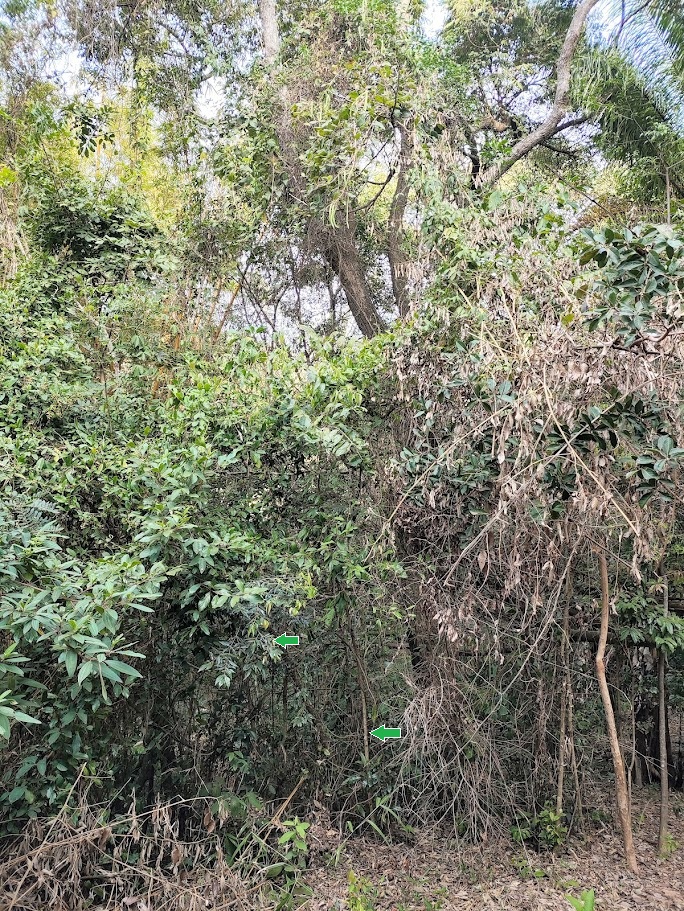 Guamirim-da-folha-miúda presente em floresta estacional semdicidual na RPPN Clina dos Tucnaos - Sabará (MG).