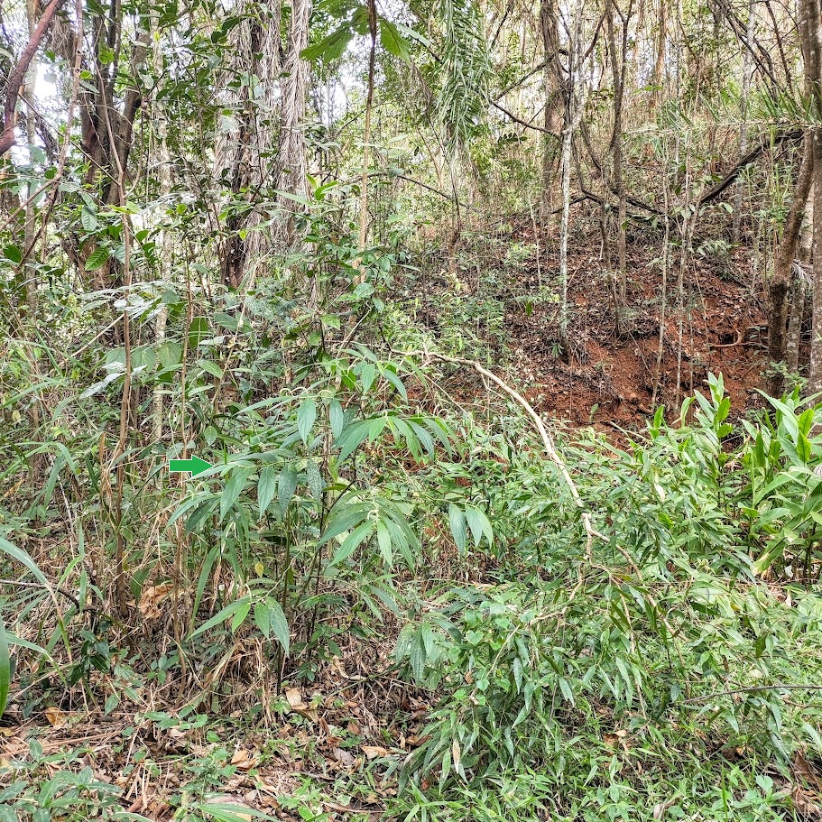 Pimenta-de-macaco em sub-bosque florestal.