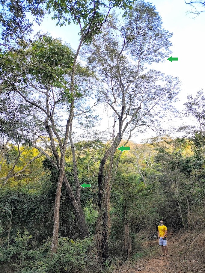 Angico-branco maduro.