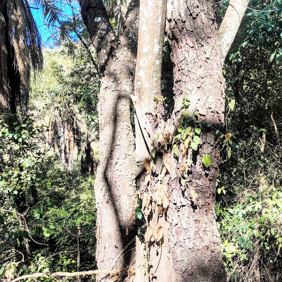 Casca de angico-branco mais velho.