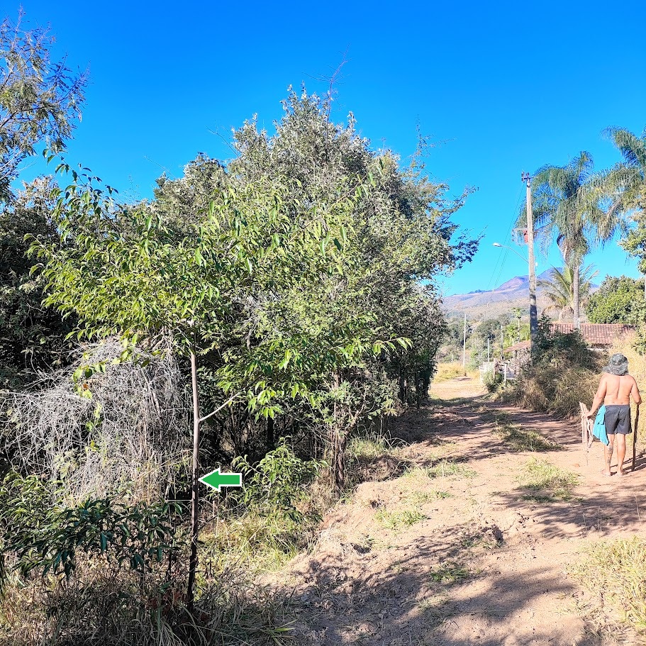 Árvore de canela-corvo jovem.