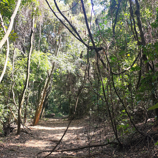 Uma das trilhas da mata da PUC Minas.