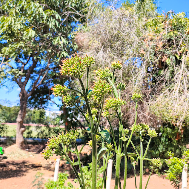 Inflorescências do saião.